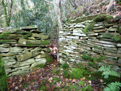 
Stone buildings at Craig Furnace, Nant Gwyddon Valley, Abercarn, November 2011